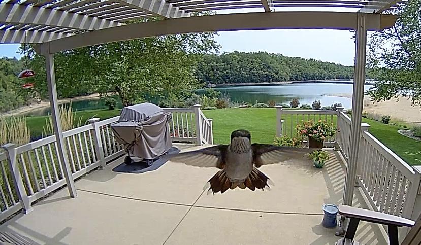 Hummingbird captured on security camera.