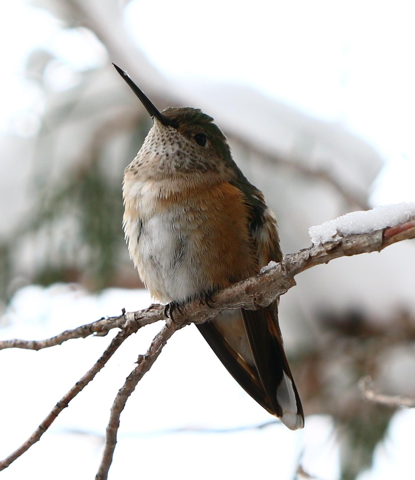 Rufous Hummingbird in snowy conditions in Colorado.