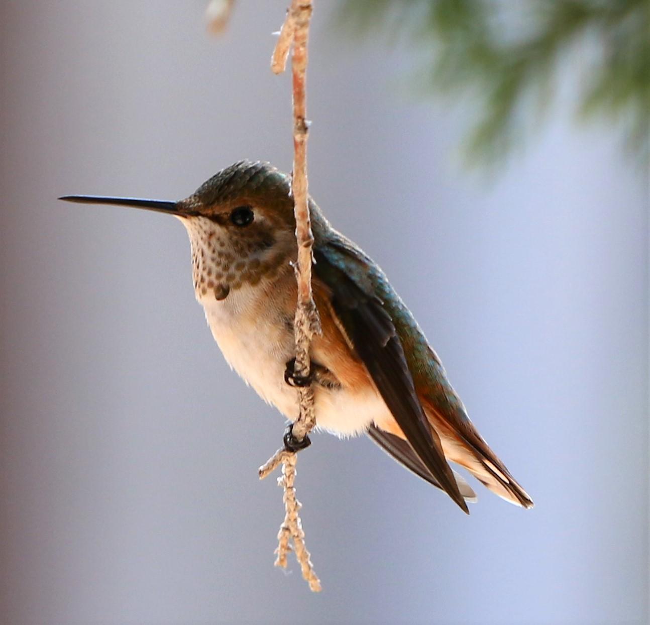 Juvenile Rufous Hummingbird.