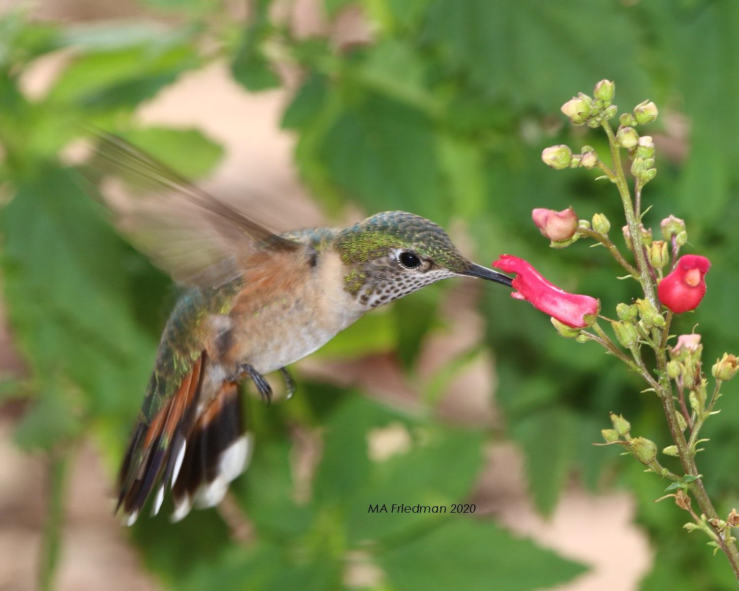 Hummingbird nectaring in Colorado.