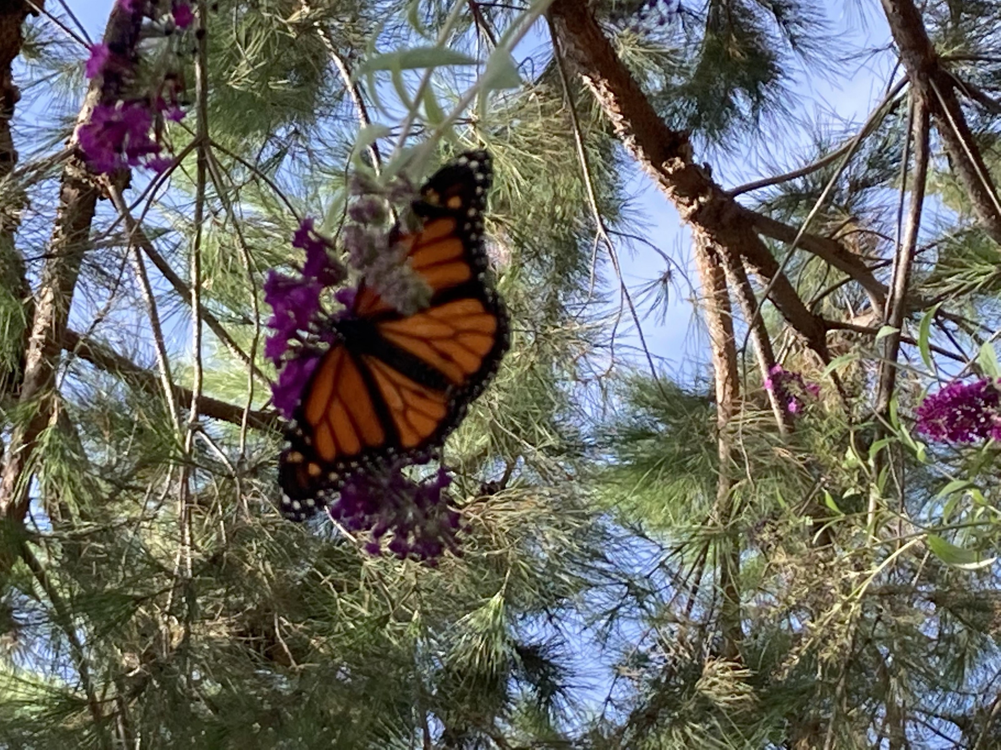 Monarch in northern California