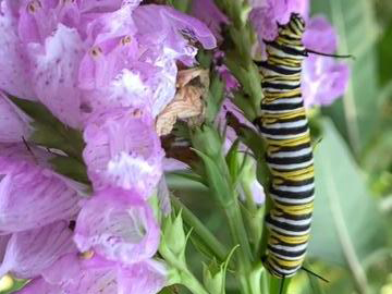 Larva in Georgia.