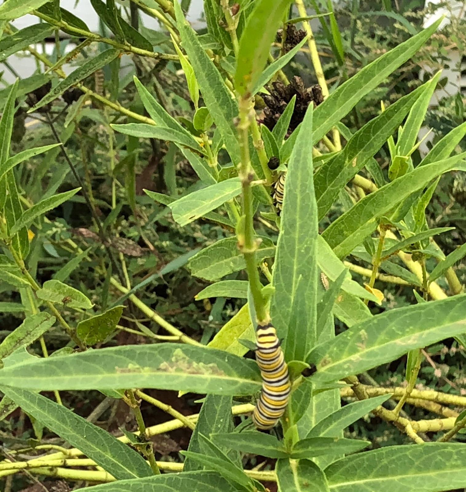 Larvae in Oklahoma.