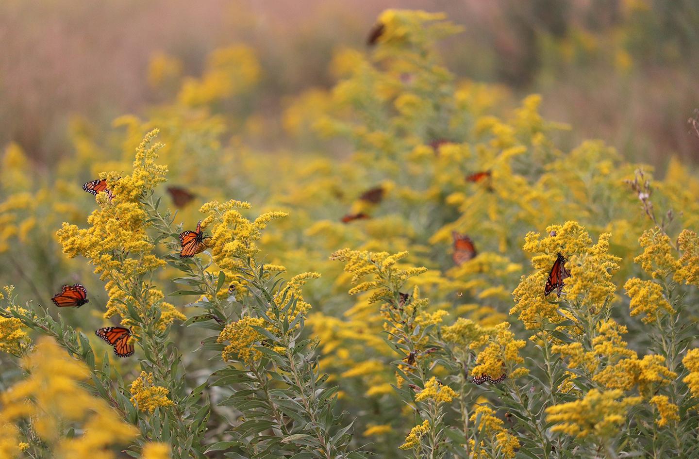 Monarchs nectaring on goldenrod.