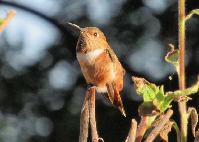 Male Rufous Hummingbird in California.