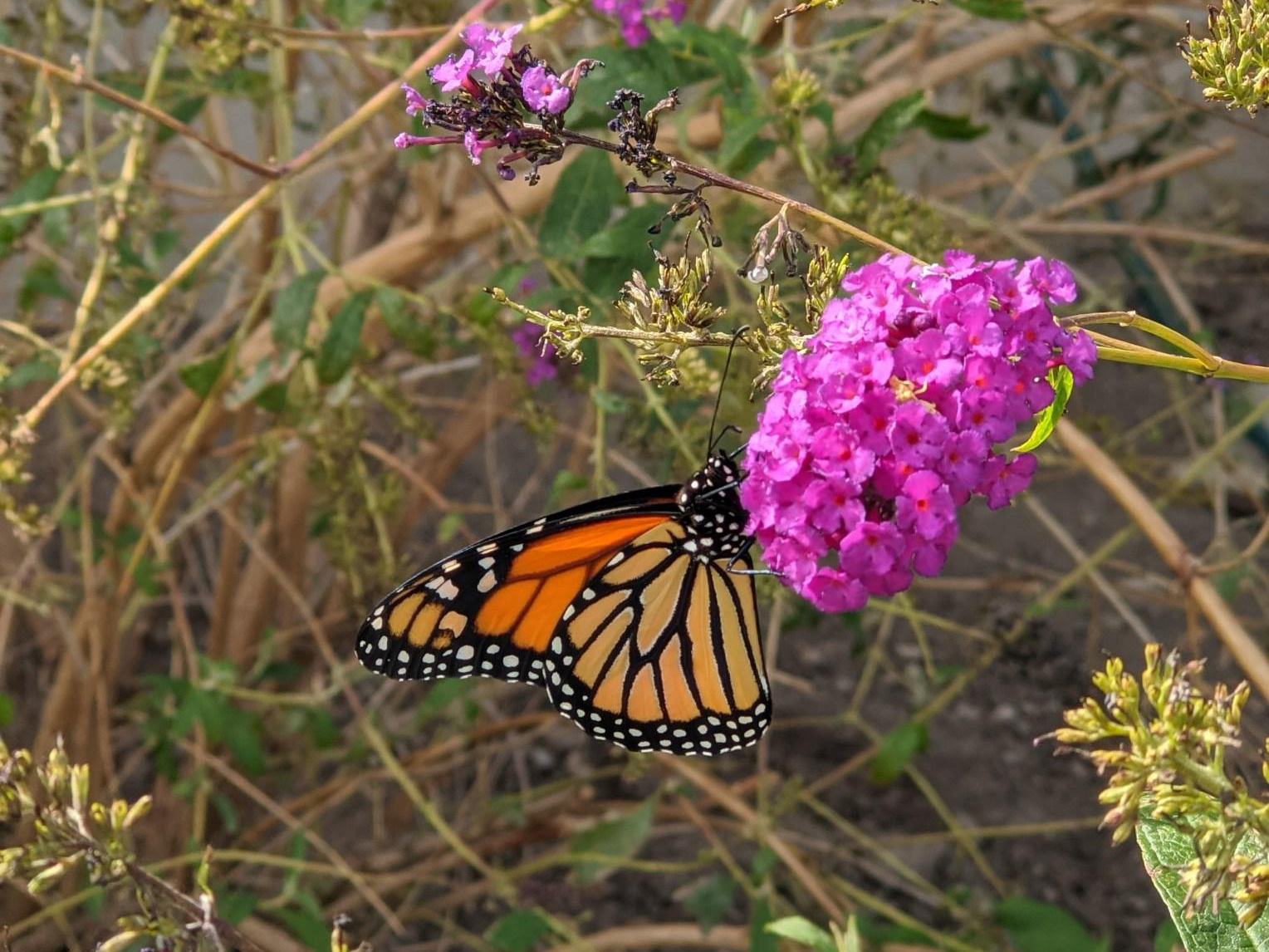 Monarch nectaring on Butterfly Bush in Utah.