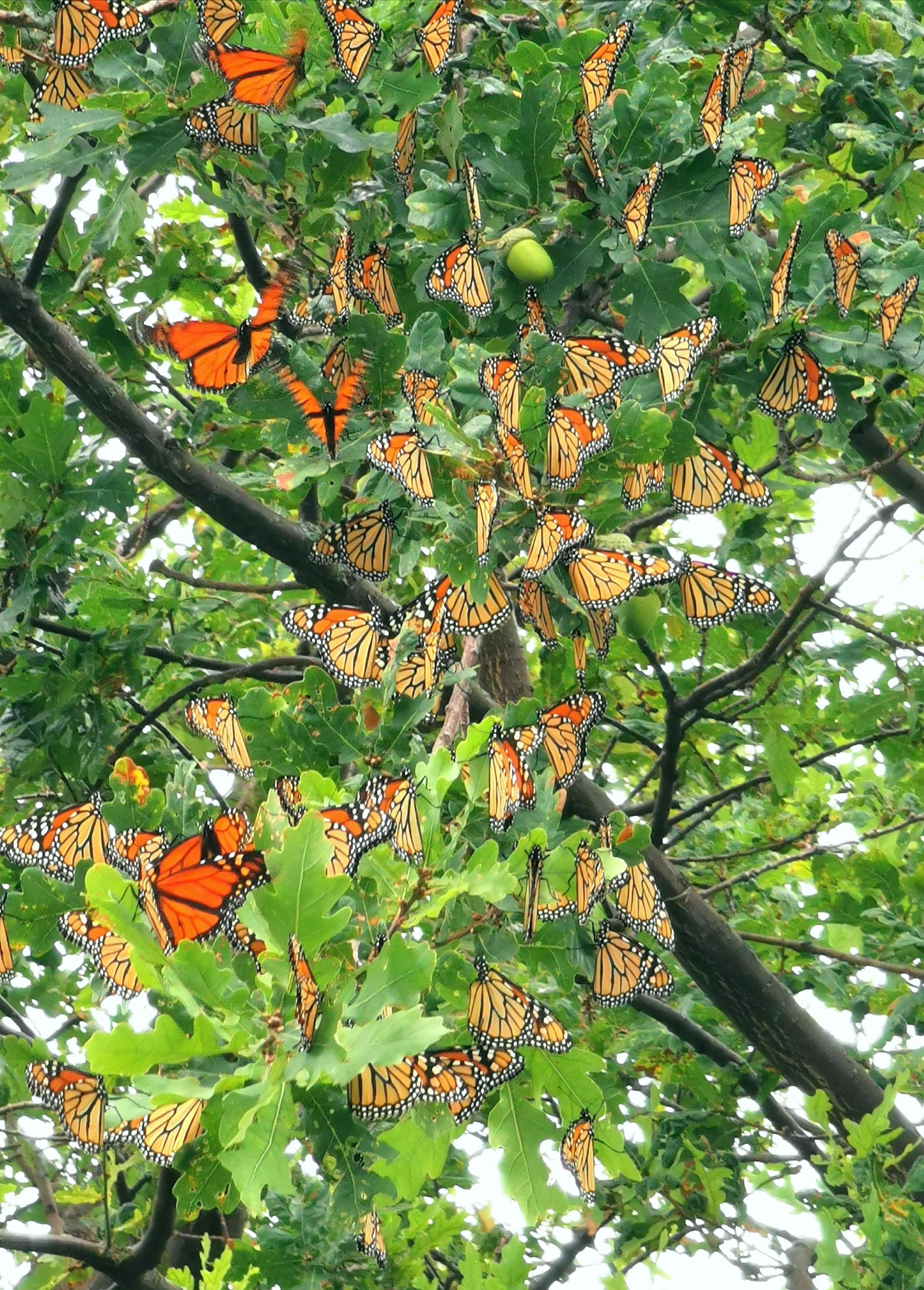 Monarch roost in Ontario