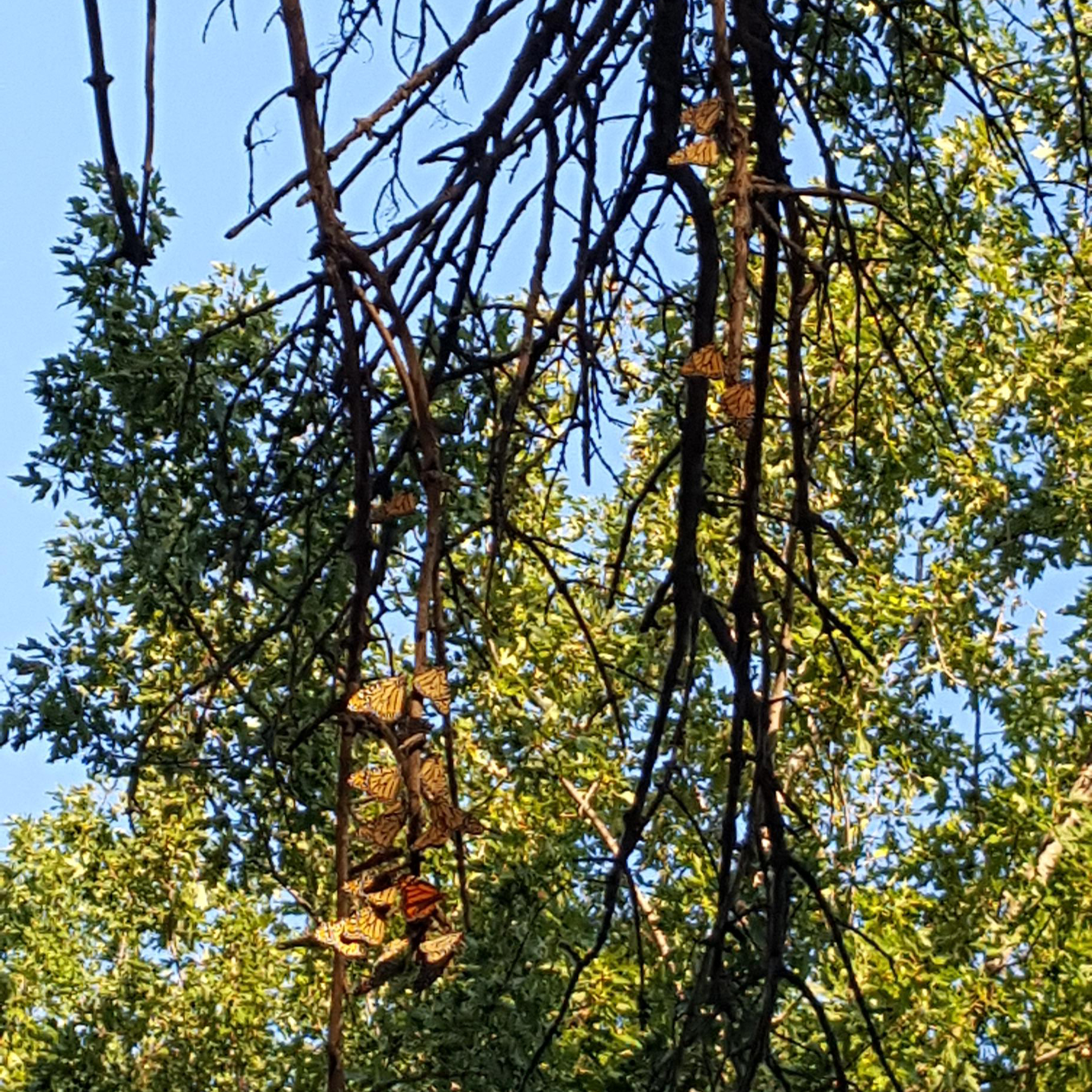 Monarch roost in Minnesota.