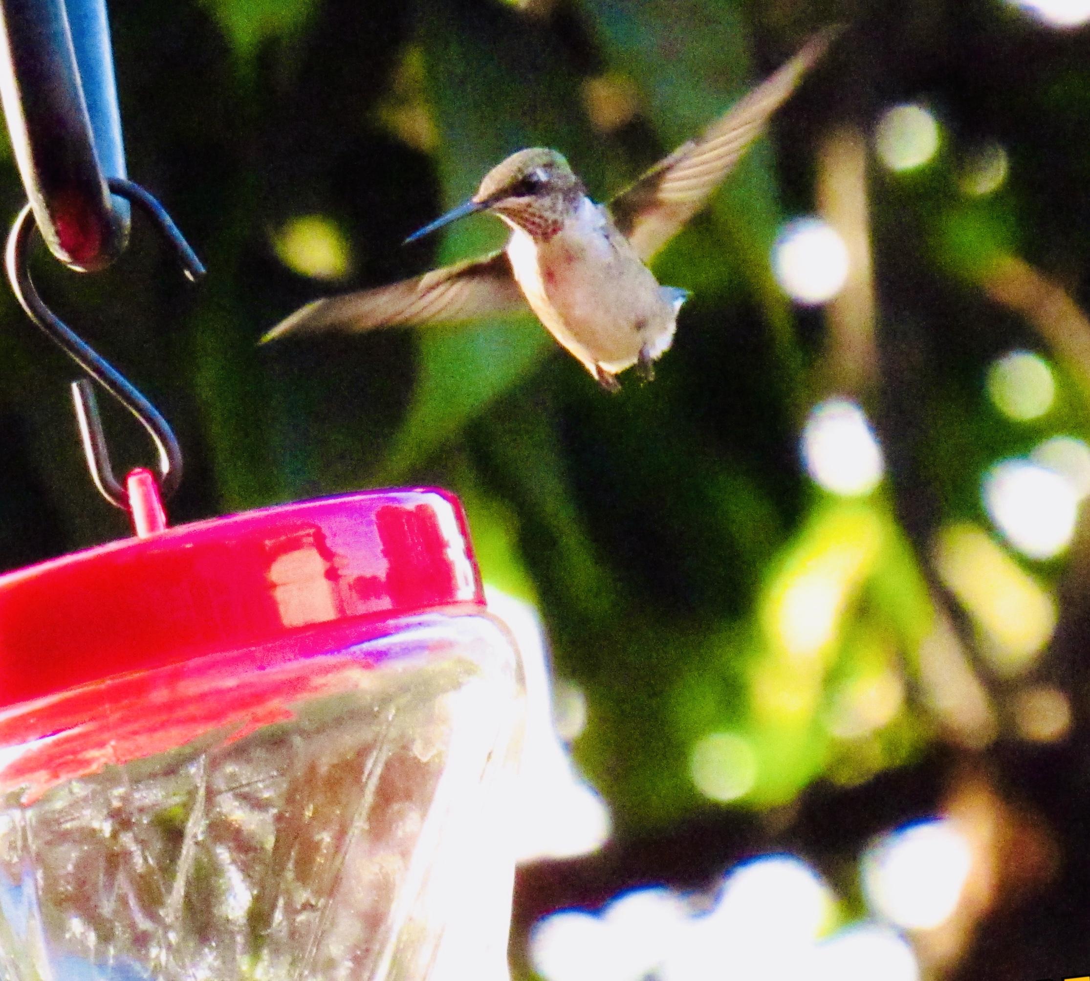 Ruby-throated Hummingbird in Kentucky.