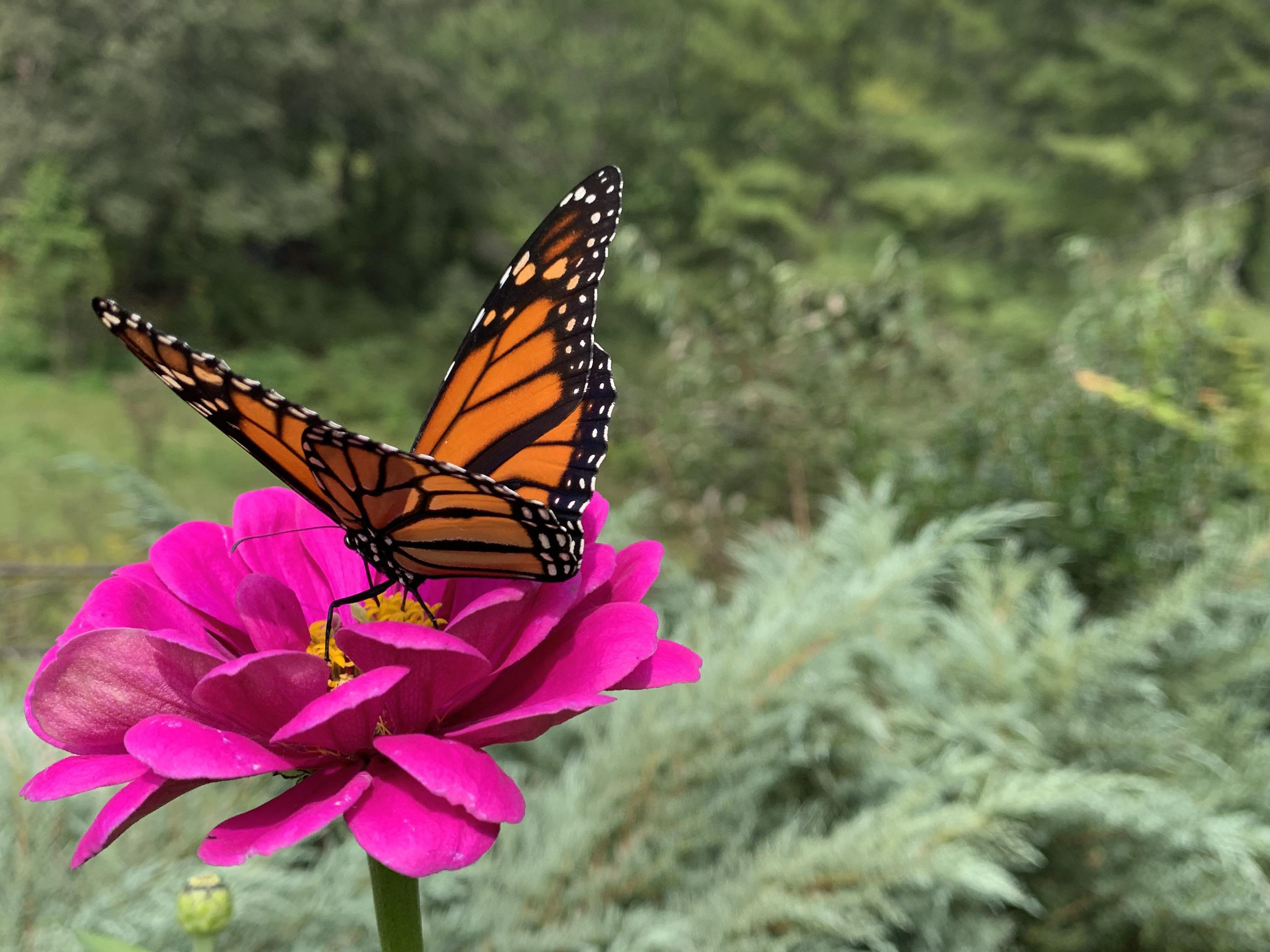 Monarch nectaring on Zinnias.