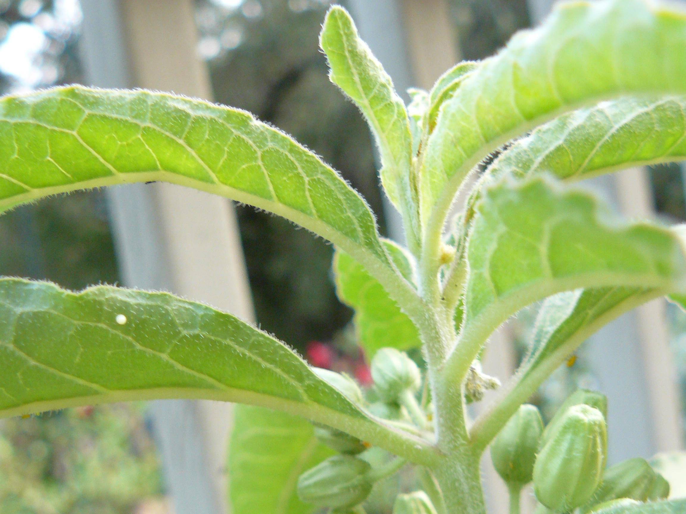 Monarch egg on milkweed in Texas.