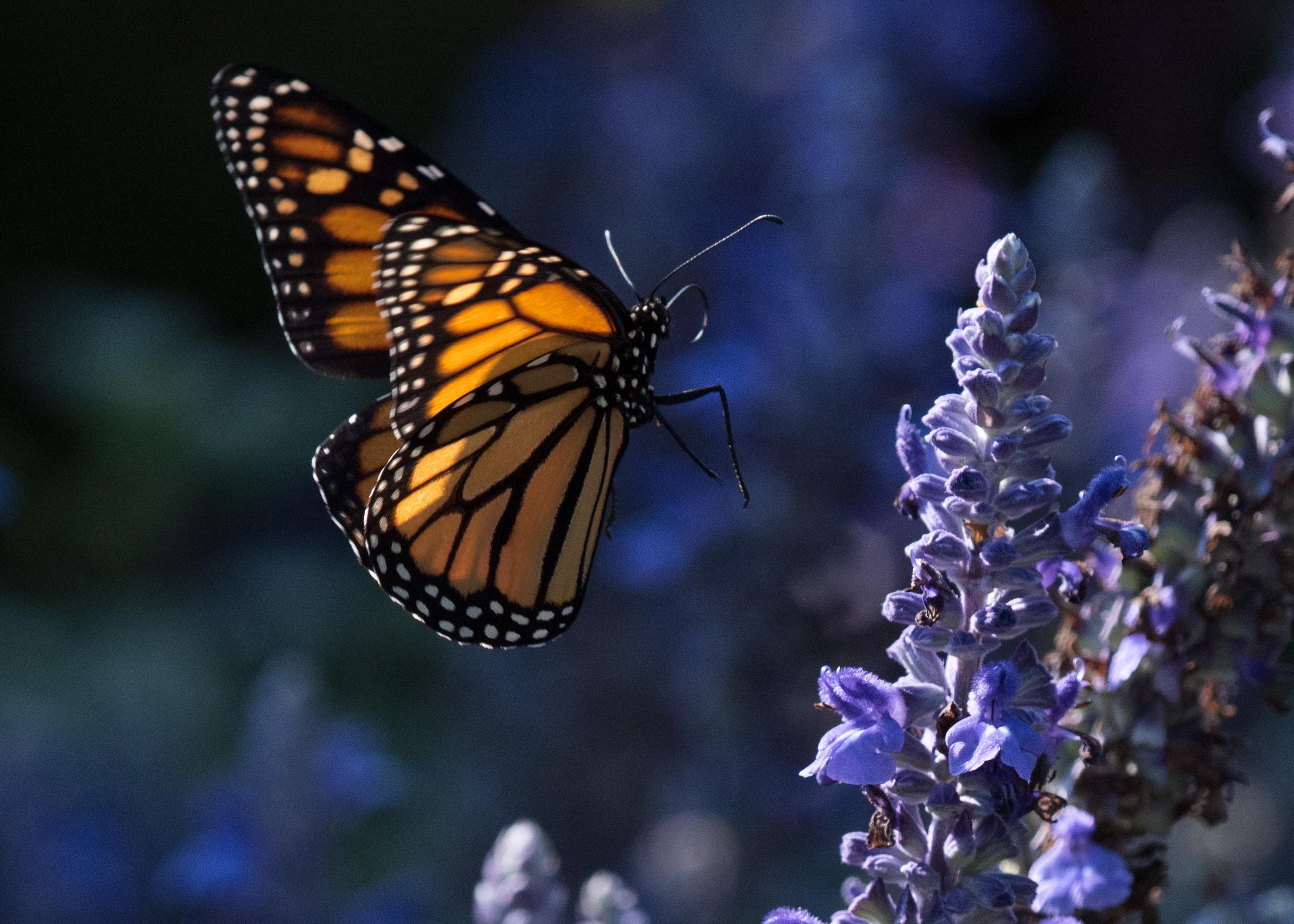 Monarch about to nectar.