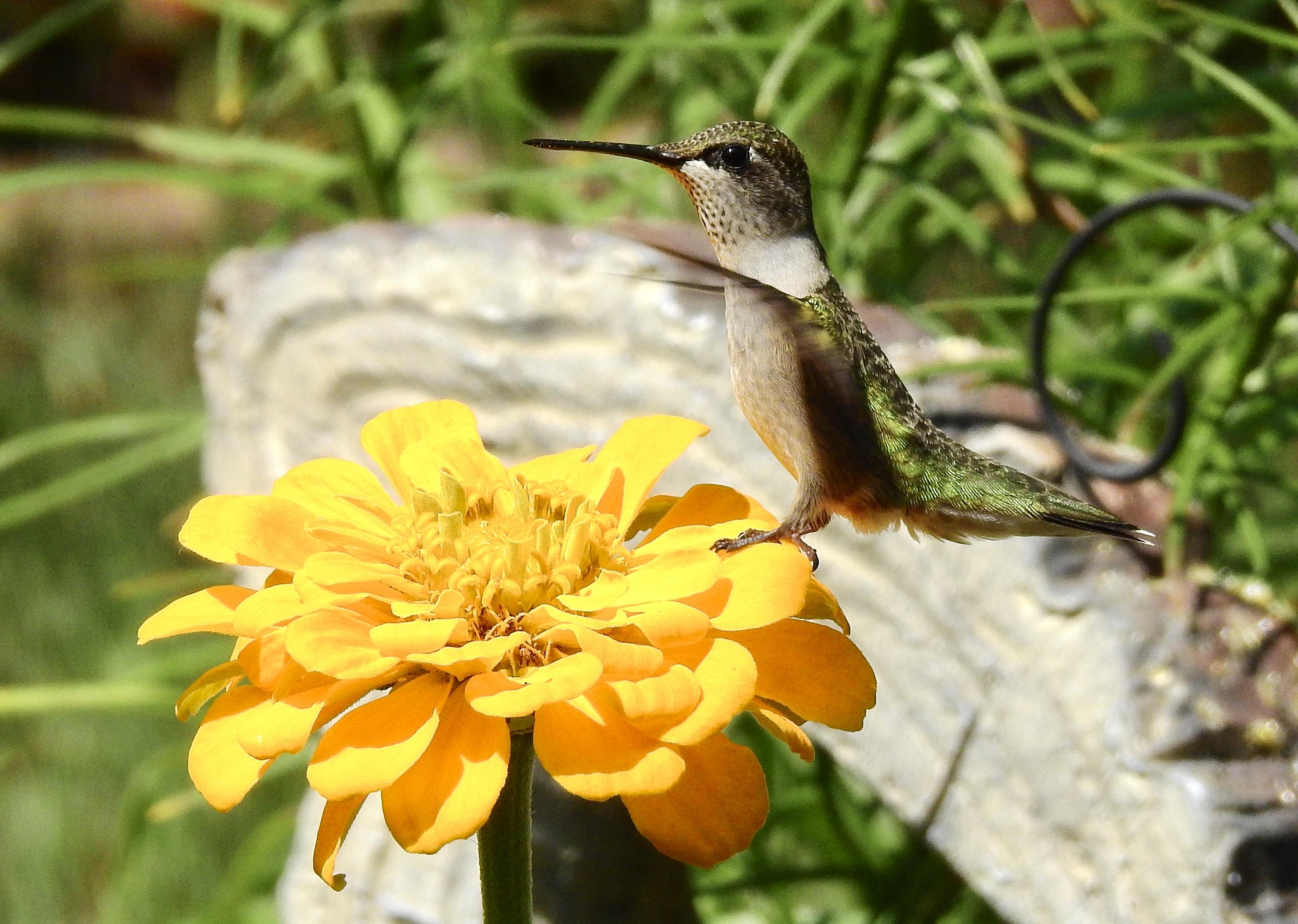 Female Ruby-throated Hummingbird in Minnesota.