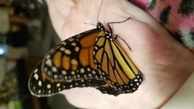 monarch