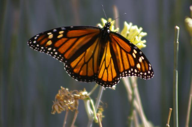 monarch