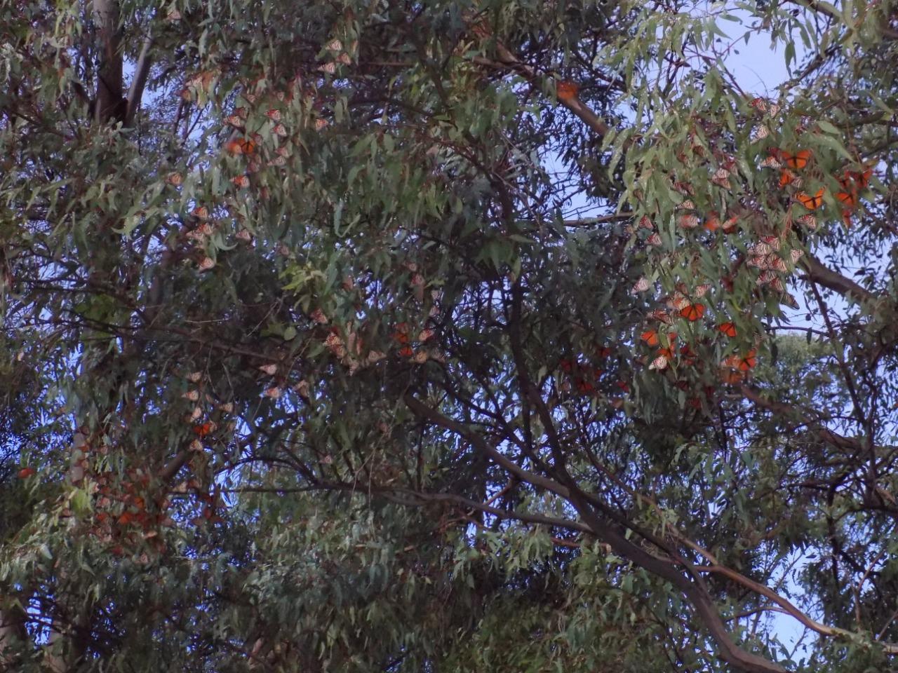 Monarch roost in Acámbaro, Guanajuato.