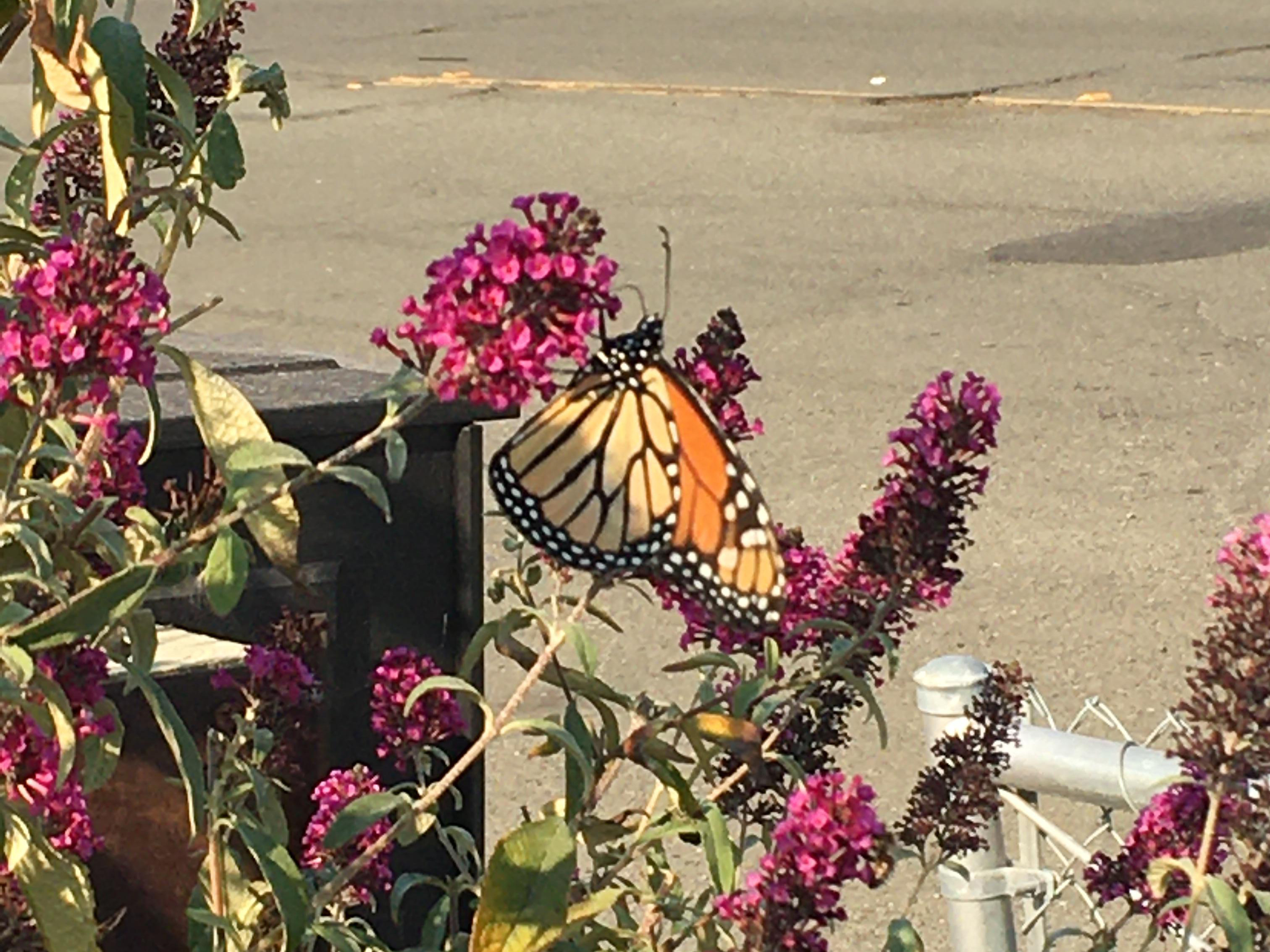 Monarch nectaring in California