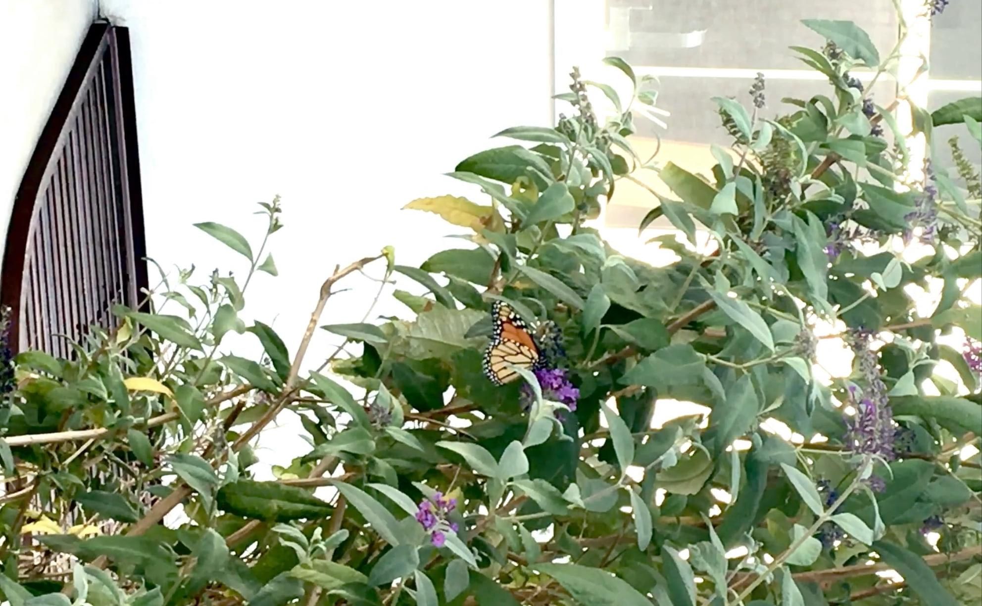 Monarch nectaring in Utah.