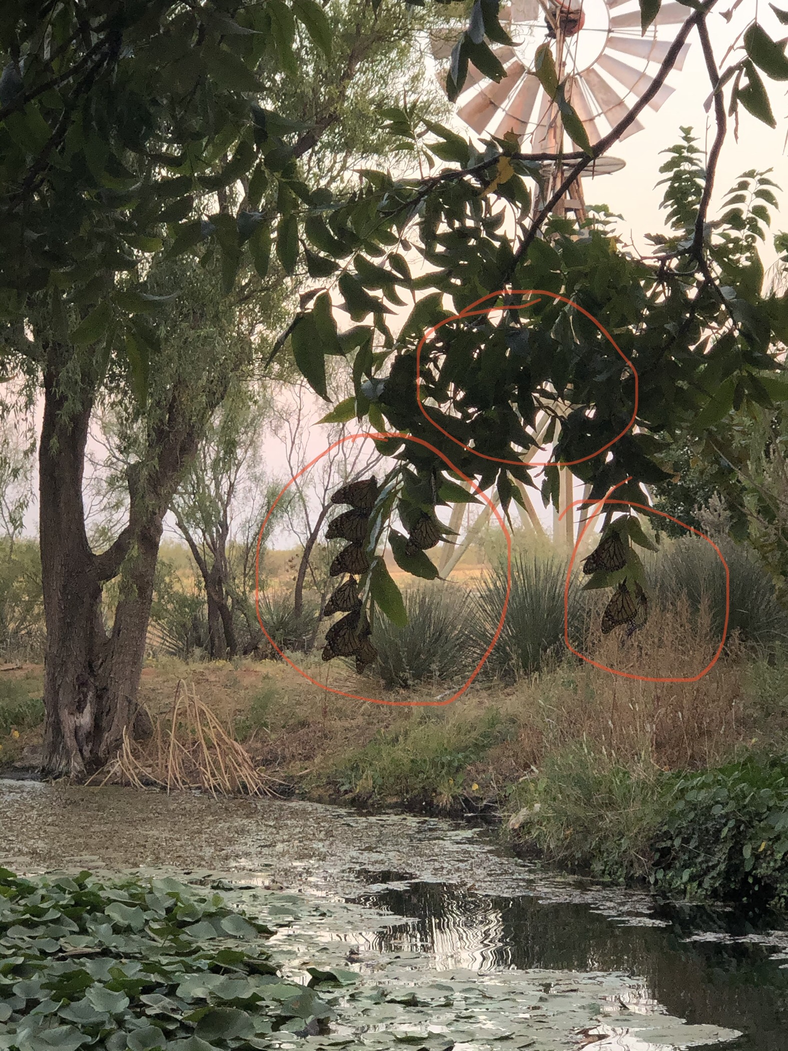 Monarchs roosting in Texas.