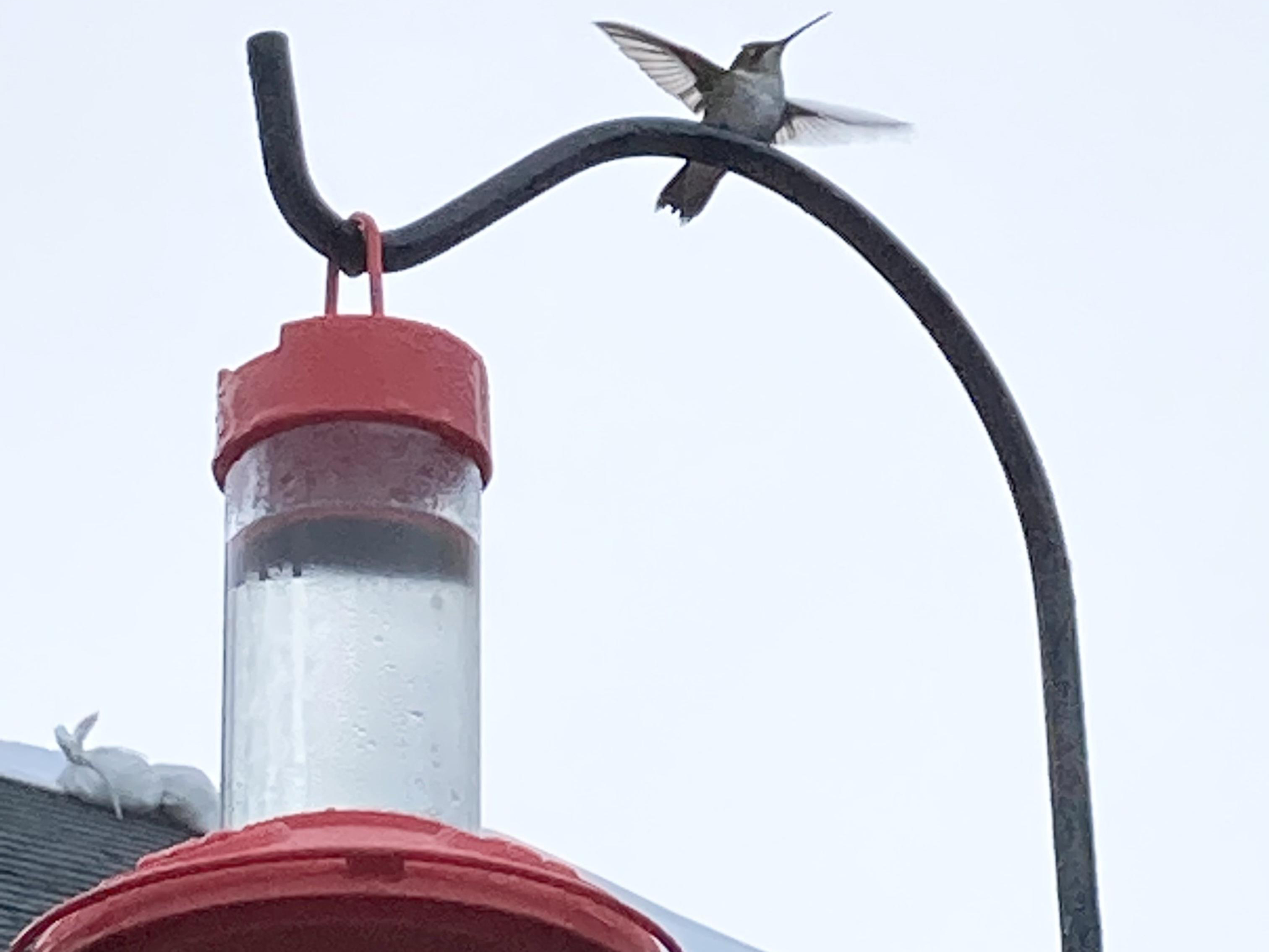 Hummingbird at feeder in Louisiana