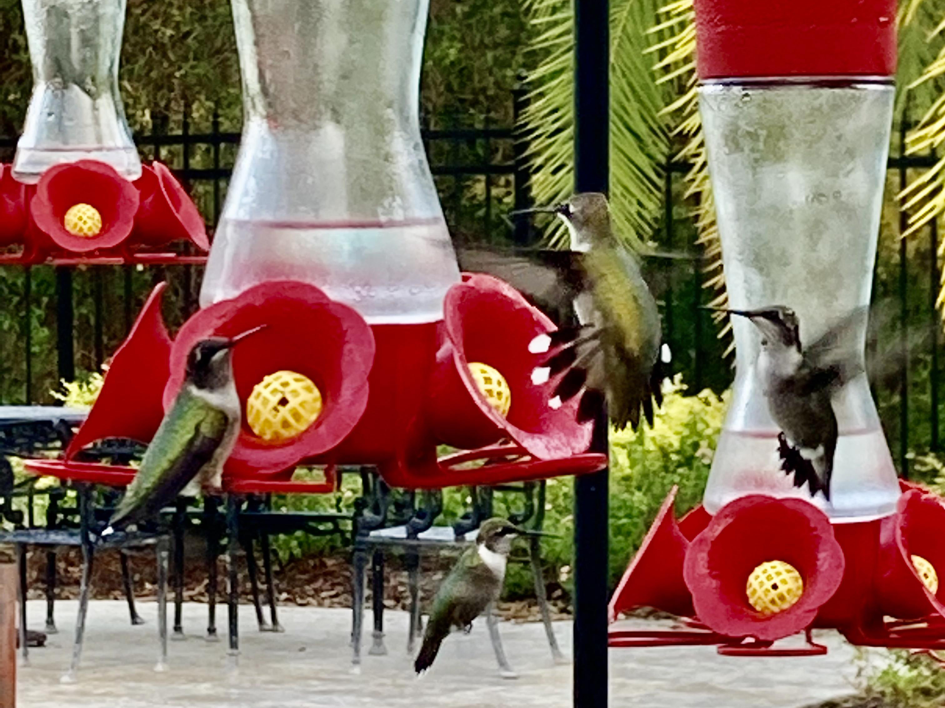 Intense nectaring at feeders in Louisiana.