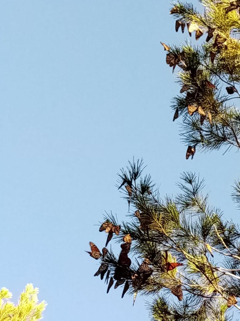 Monarch roost in Saltillo, Mexico.