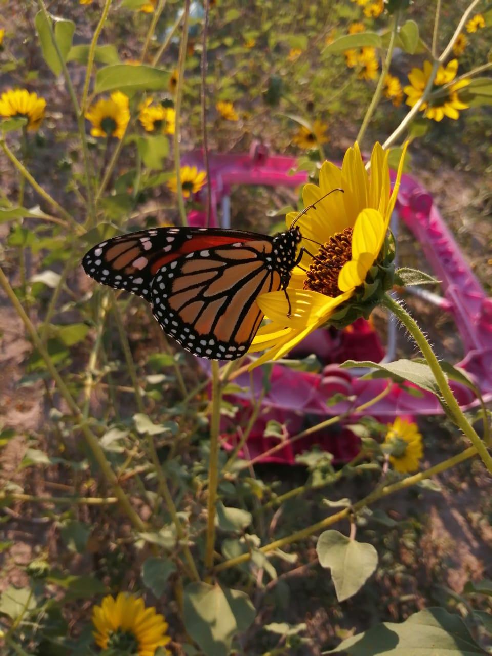 Monarch nectaring in Mexico