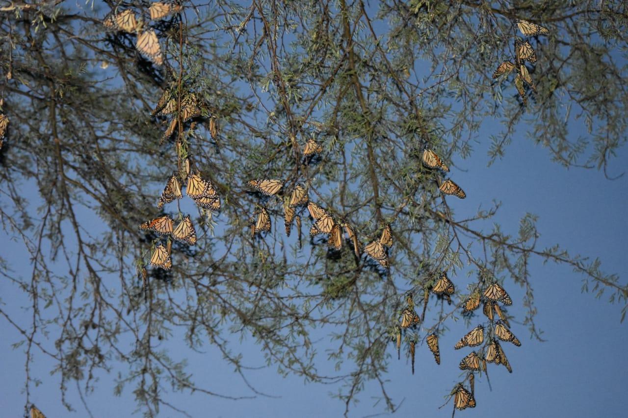 Monarch roost in Mexico