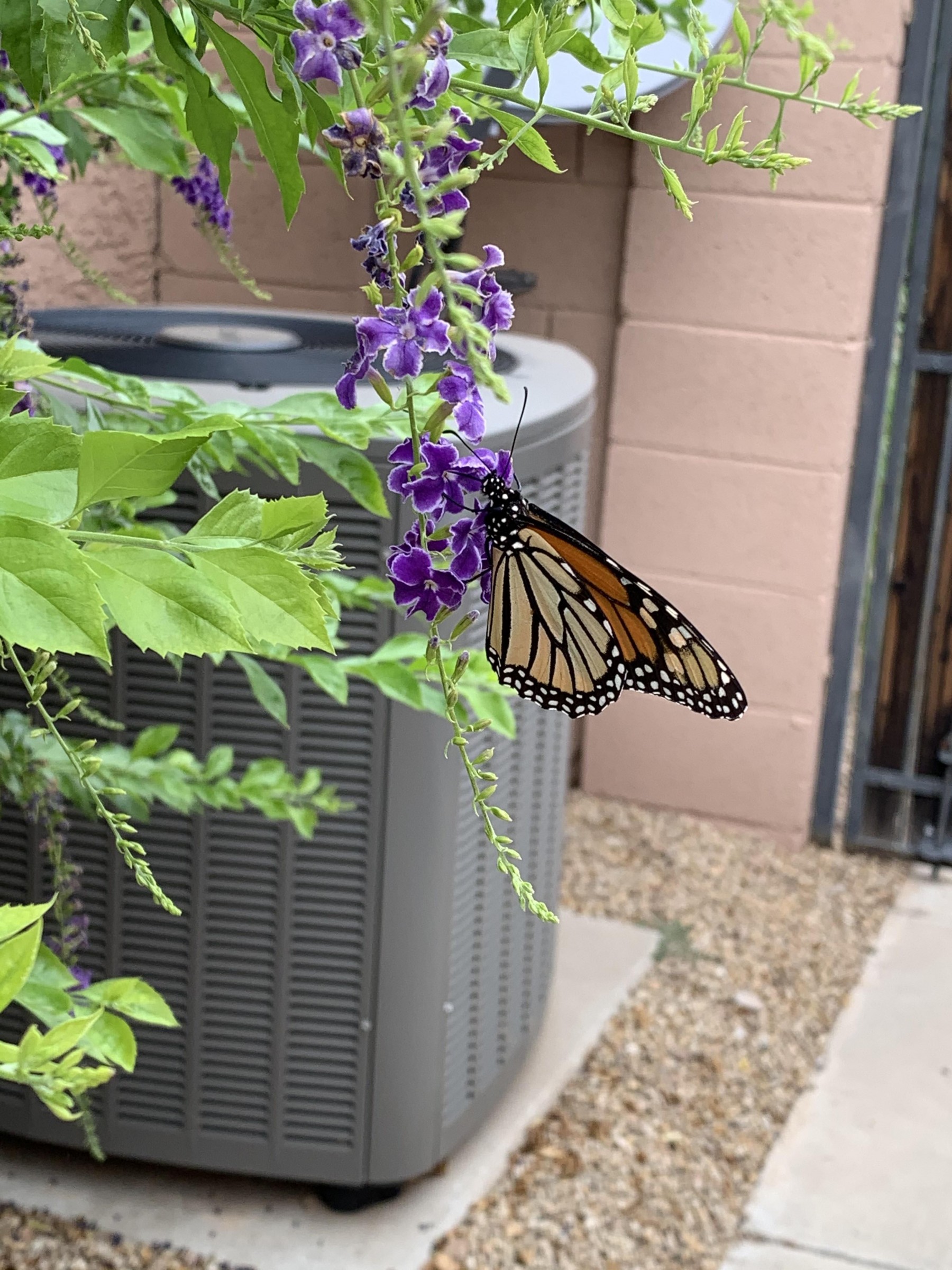 Monarch in Gold Canyon Arizona