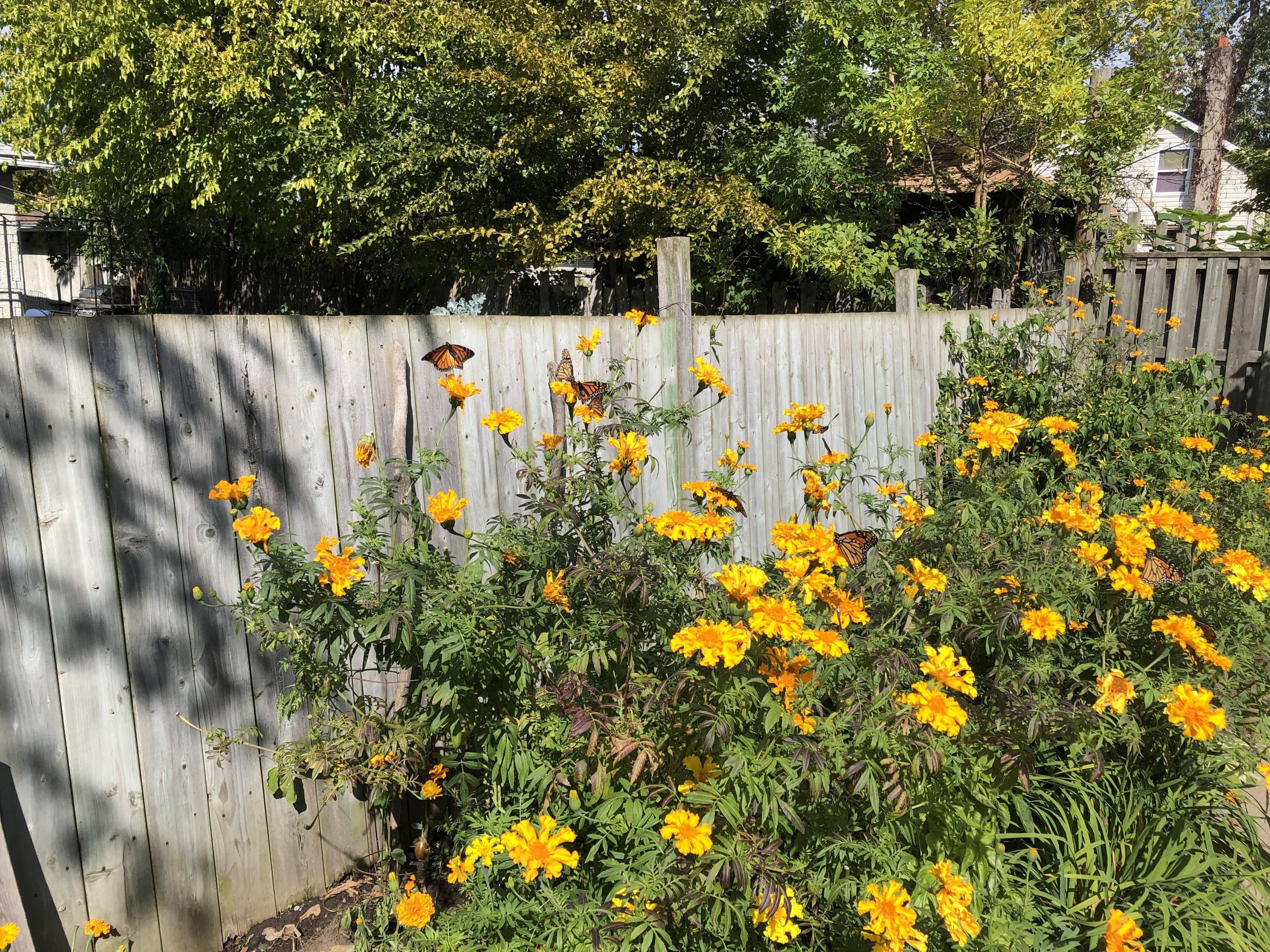 Monarchs nectaring in Ontario.