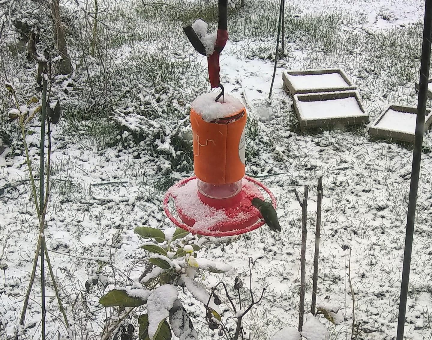 Hummingbird feeding in snowy conditions.