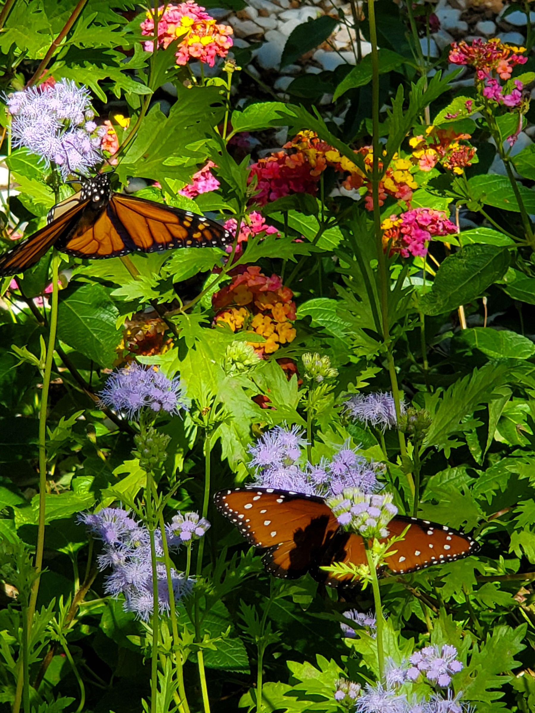 Monarch and Queen Butterfly