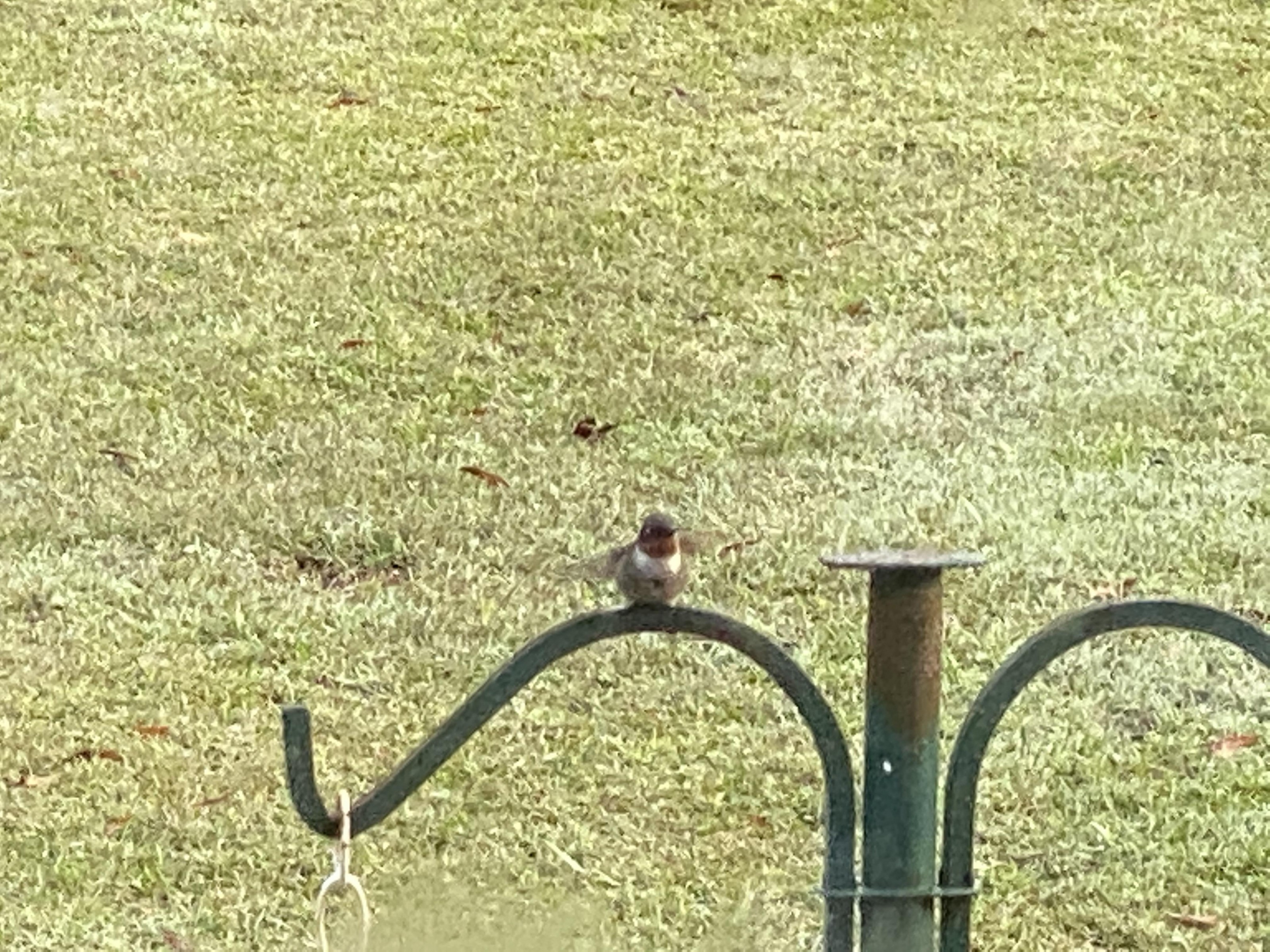 Adult male Ruby-throated Hummingbird.