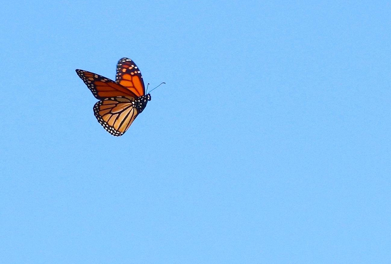 Flying monarch.