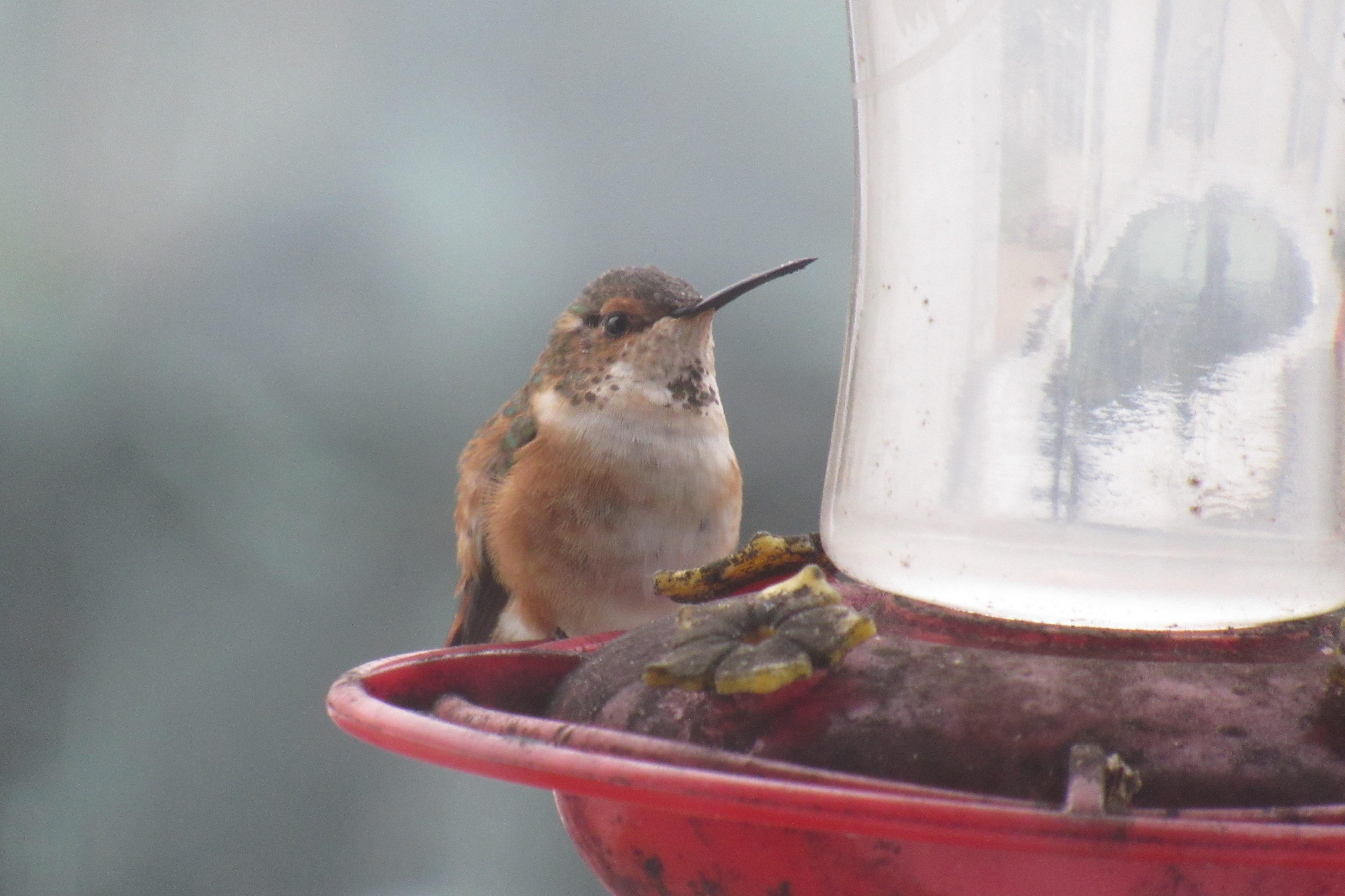 Surprise Rufous Hummingbird in Missouri