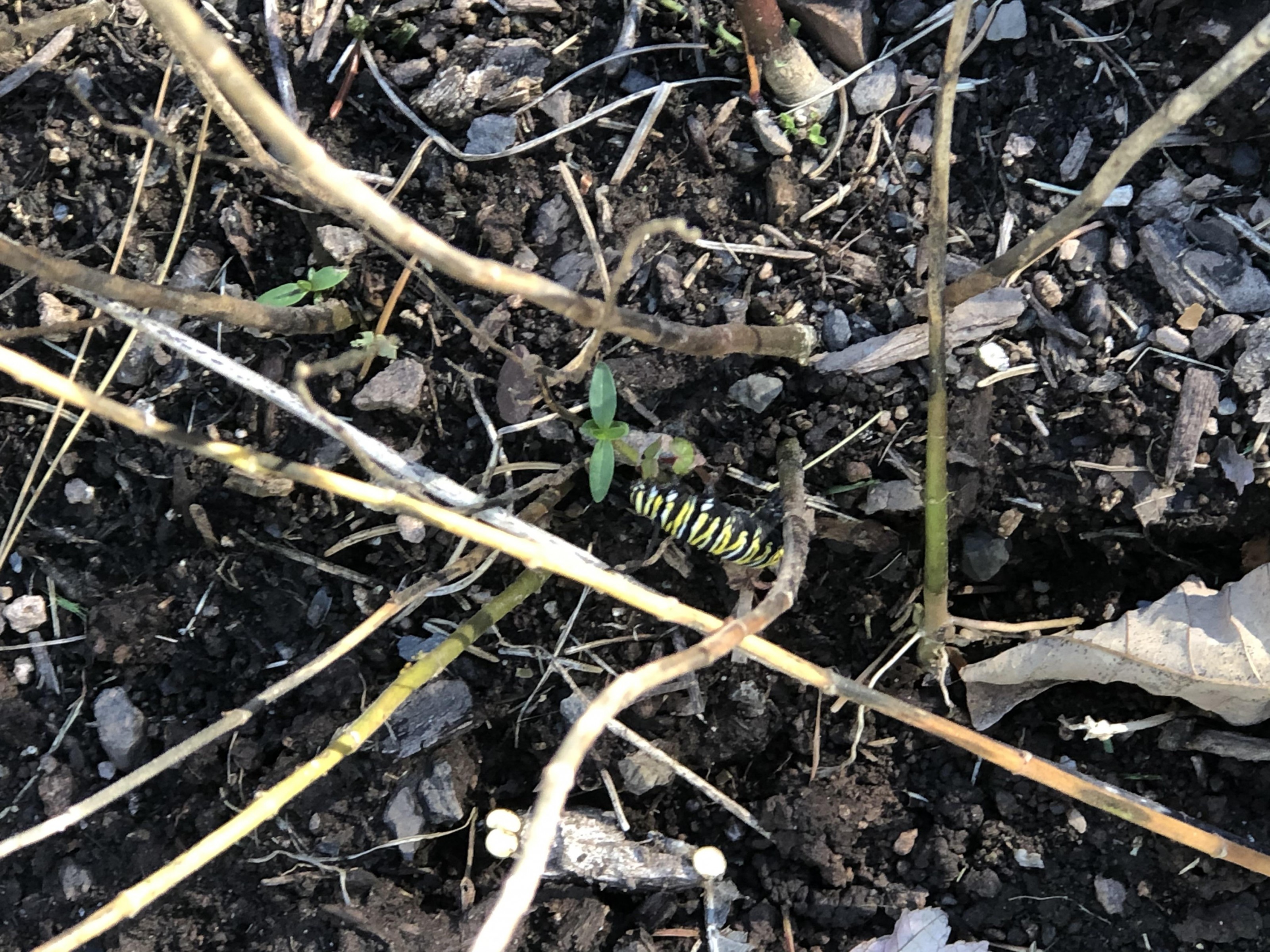 Late larvae in Pennsylvania.