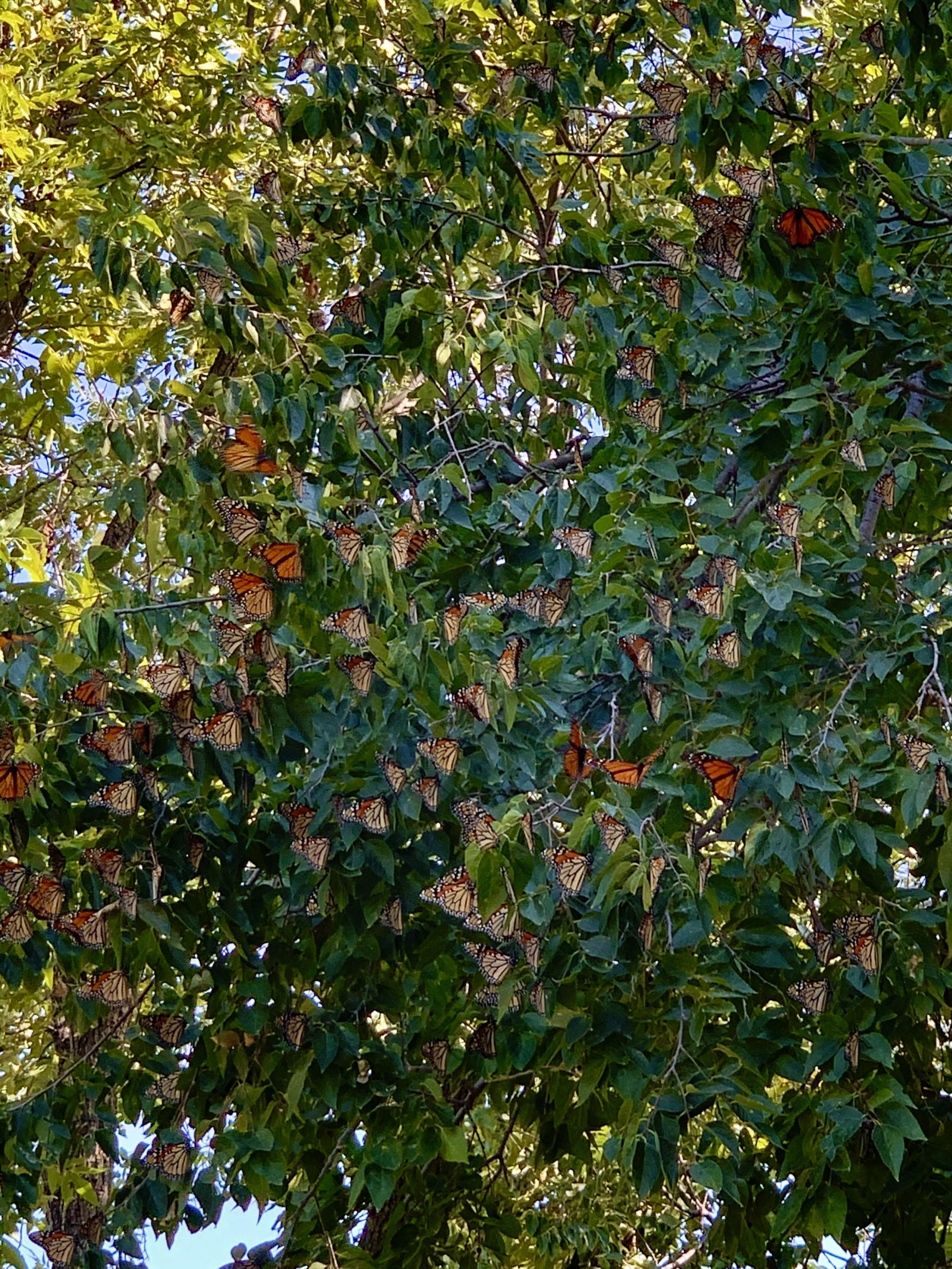 Monarch roost in Texas.