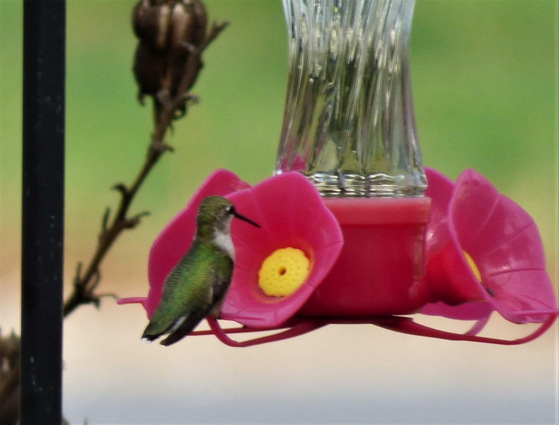 Ruby-throated Hummingbird at feeder.