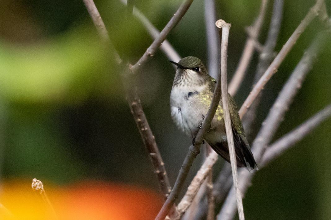 Hummingbird in Michigan in October.