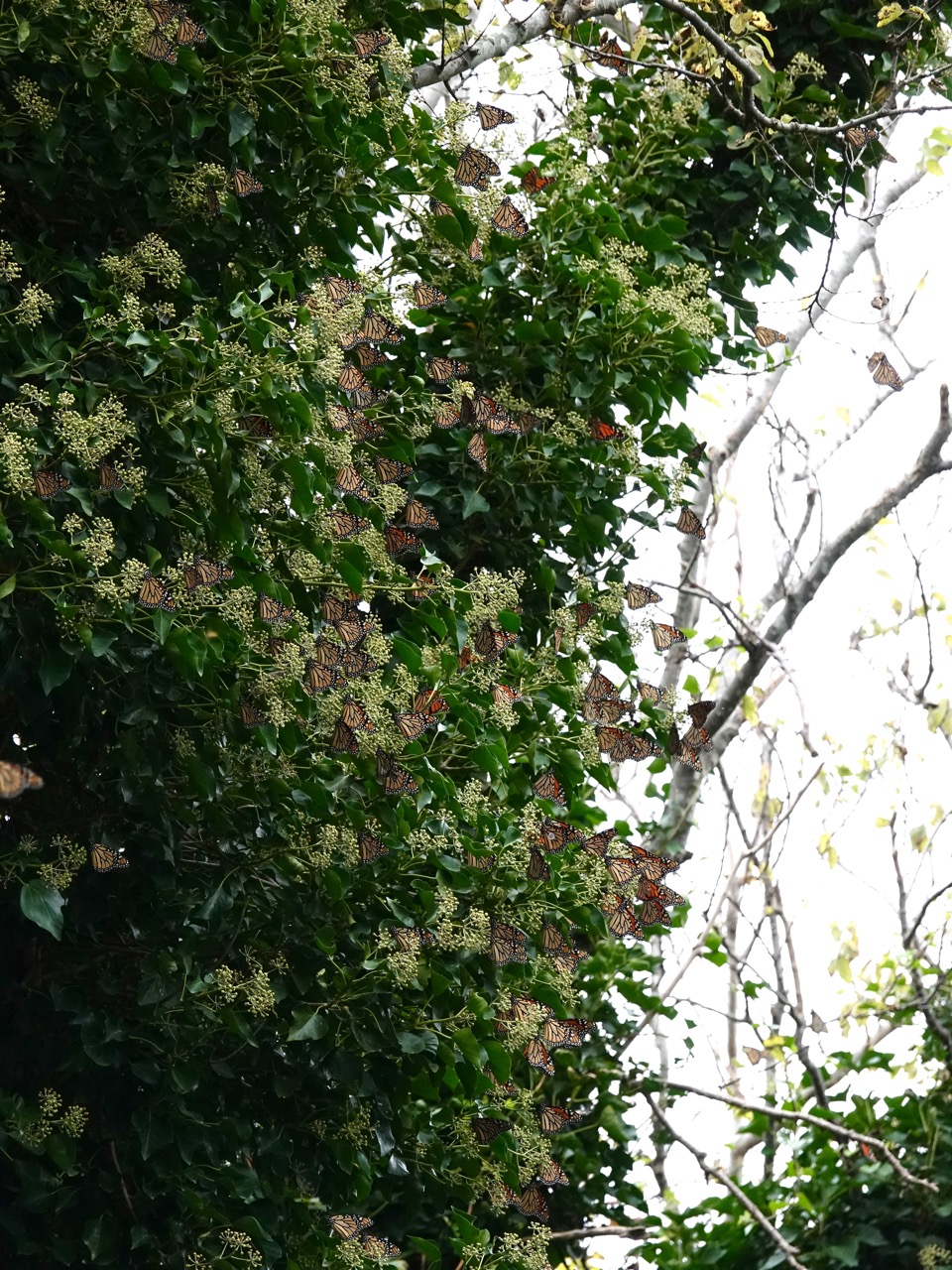 Monarch roost in Cape May Point, NJ