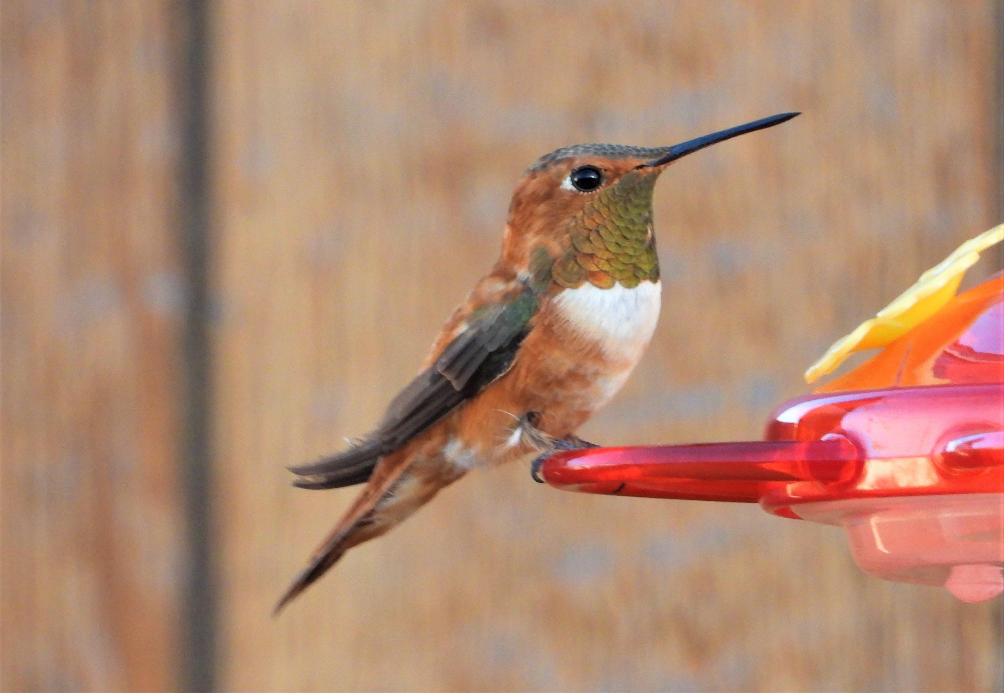 Male Rufous Hummingbird in New Mexico.