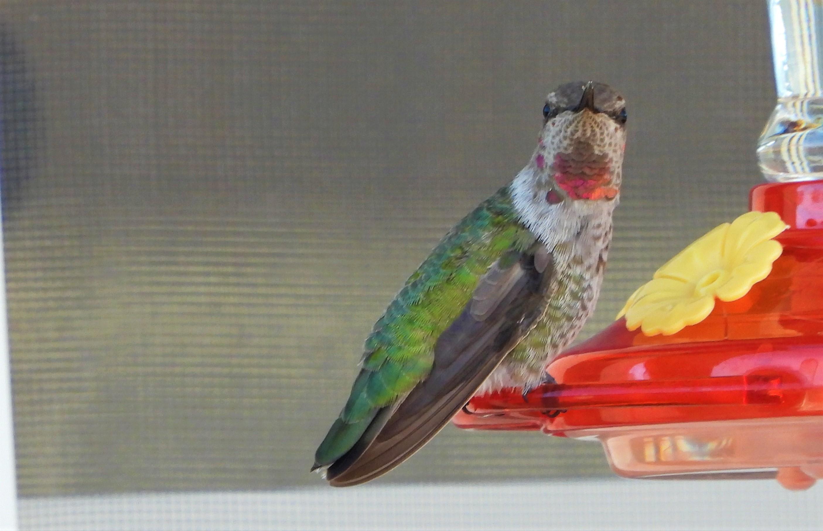 Anna's Hummingbird in New Mexico