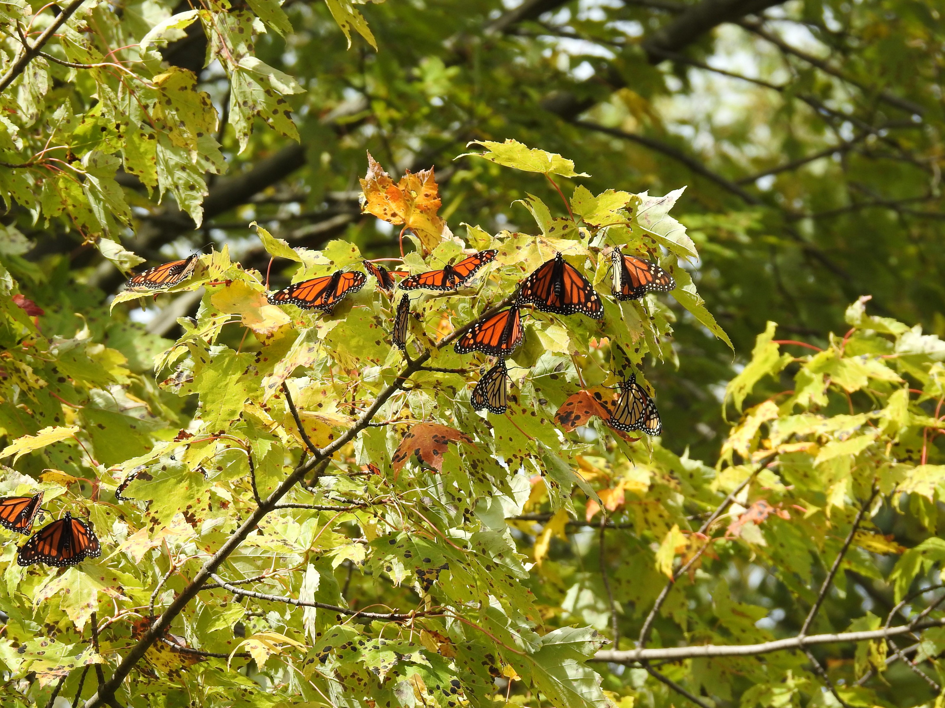 Monarch roost in New York