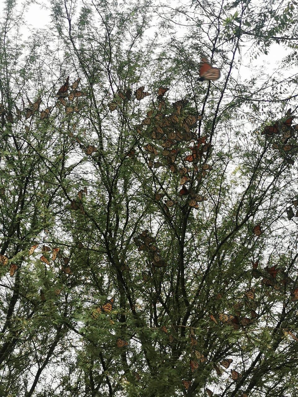 Monarch roost in Nuevo Leon, Mexico.