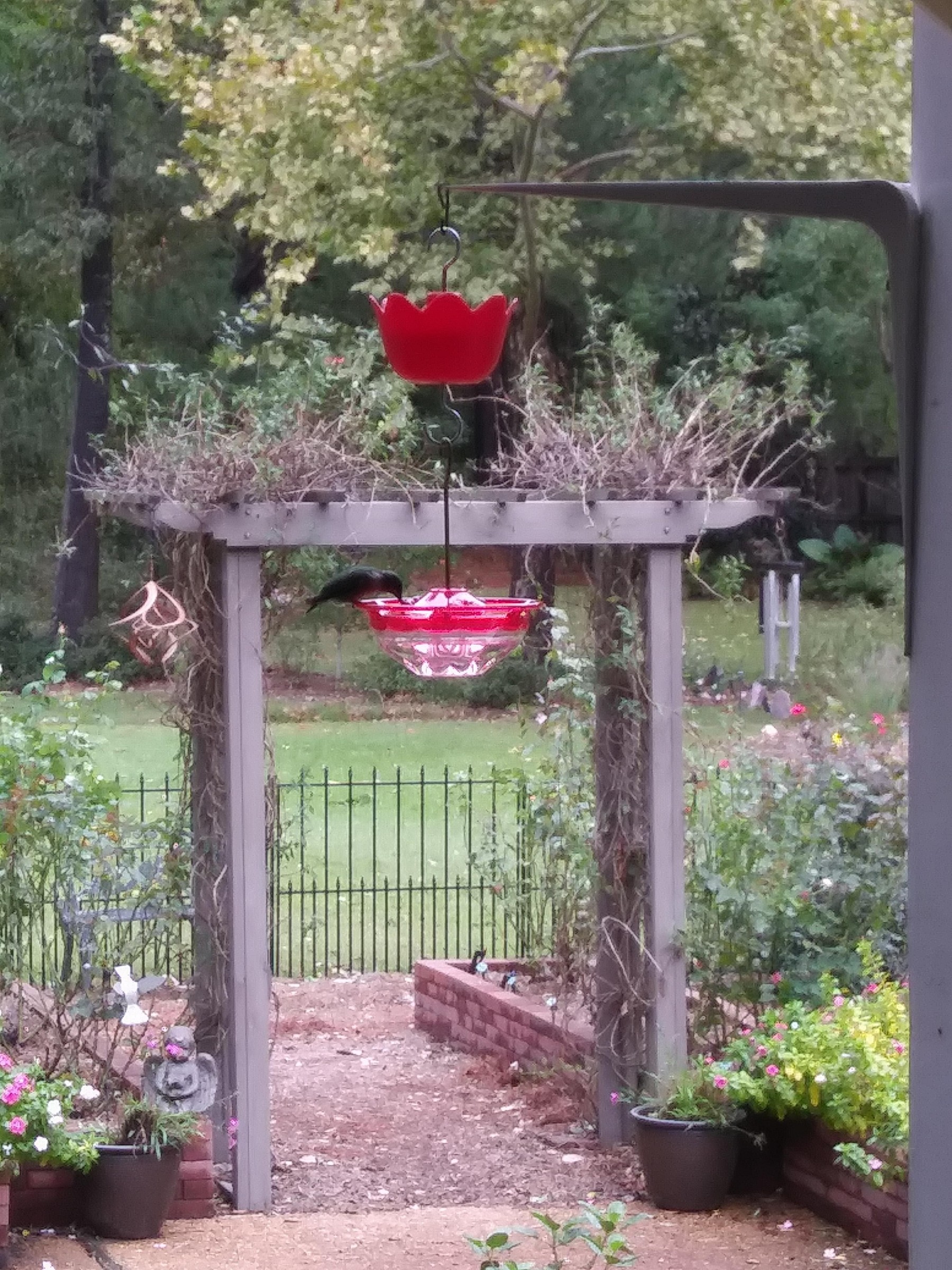 Hummingbird nectaring in Mississippi