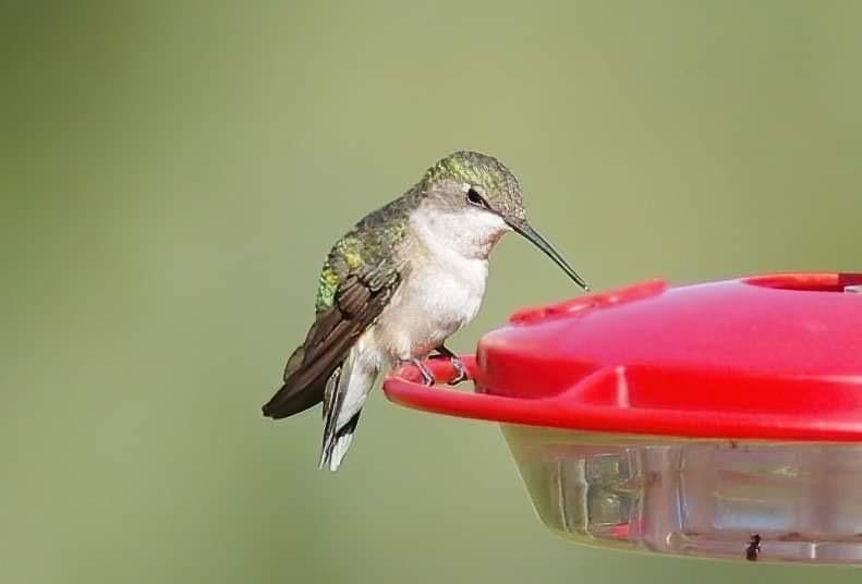 Juvenile hummingbird at feeder.