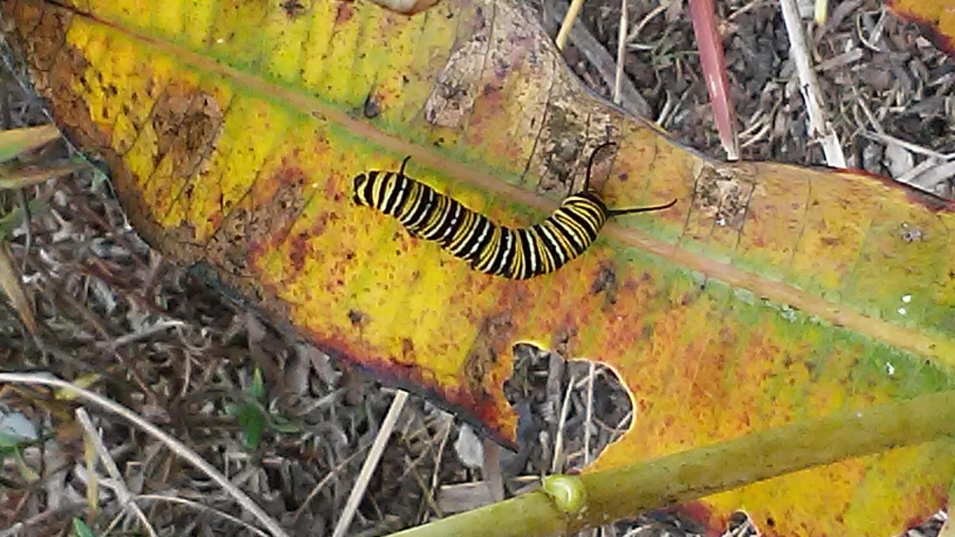 Caterpillar in Ohio.