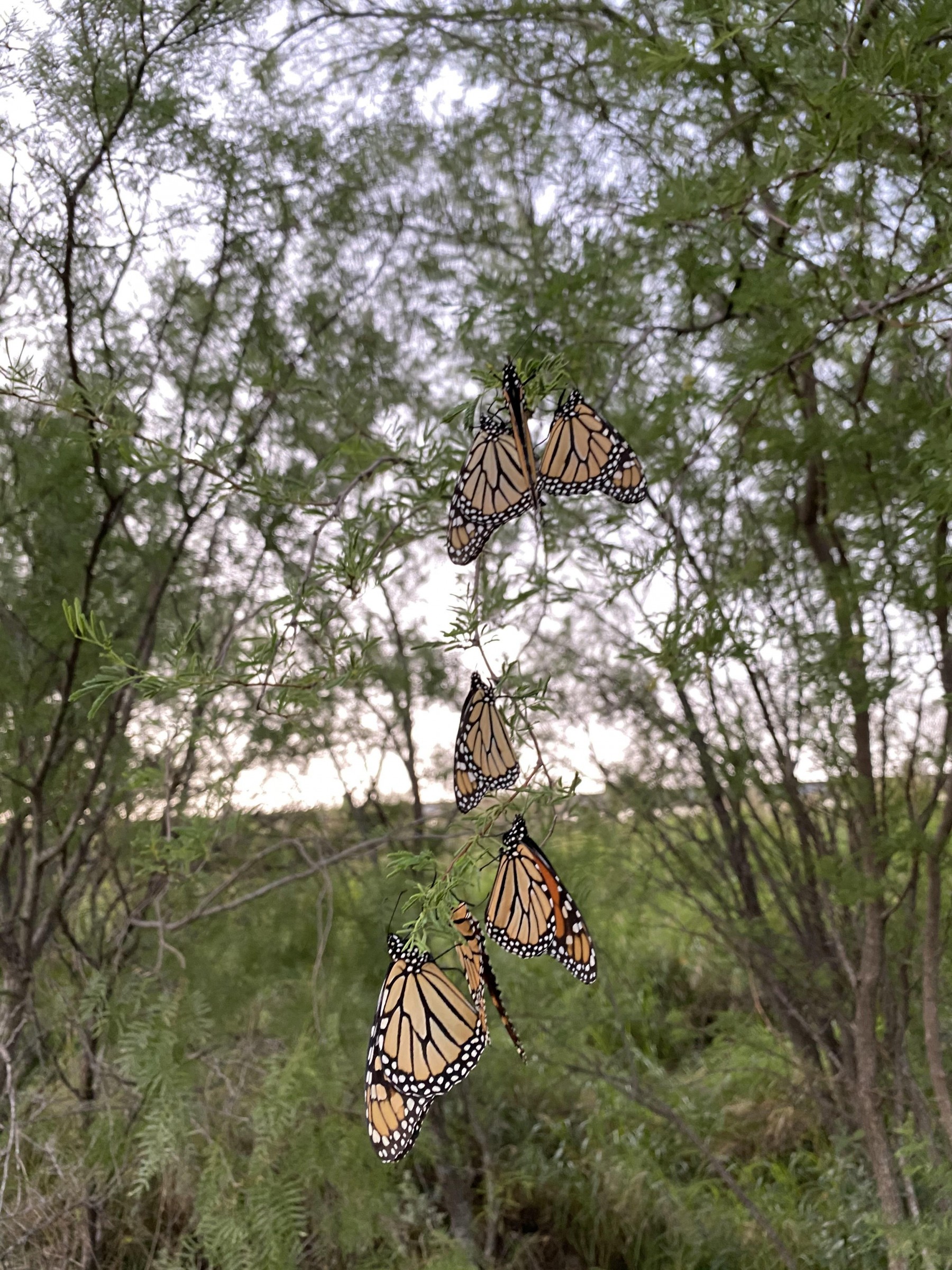 Monarchs roosting close to border.