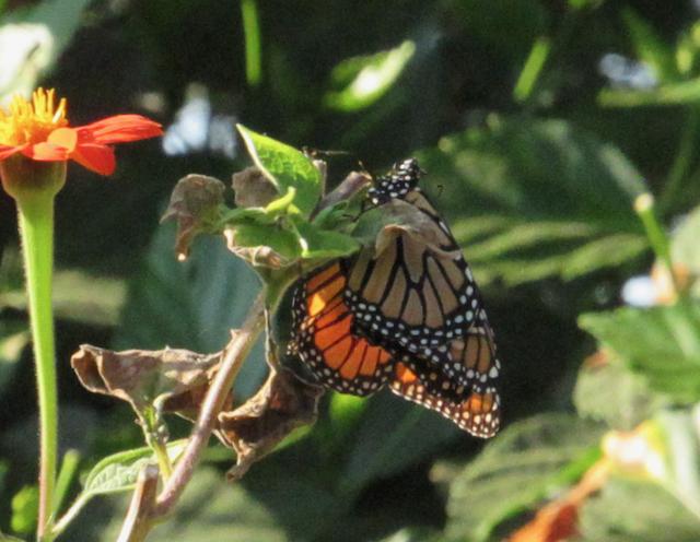 Monarchs reproducing in California.