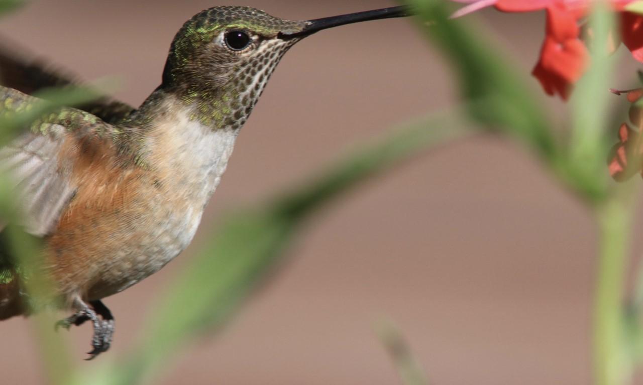 Hummingbird nectaring in New Mexico